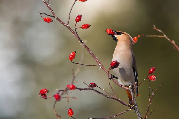 Одинокое богемное восковое крыло питается кустом шиповника, поедая красные ягоды. — стоковое фото