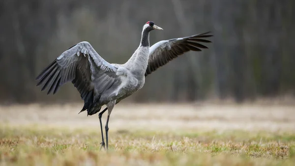 Guindaste comum selvagem esticando asas e caminhando no campo de feno no outono natureza — Fotografia de Stock