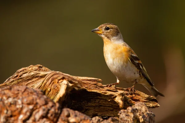 Vrouw brambling zittend op boom stomp op een zonnige lente dag. — Stockfoto