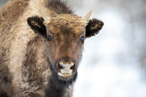 Retrato de ternera de bisonte de madera europea con pequeños cuernos mirando a la cámara —  Fotos de Stock