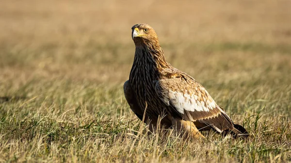 秋天，强壮的东方皇鹰坐在草地上，干枯的黄草丛生. — 图库照片