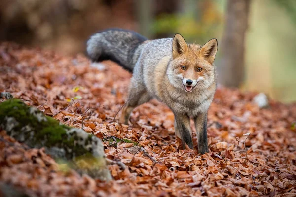 Красная лиса, стоящая в лесу на листьях осенью — стоковое фото