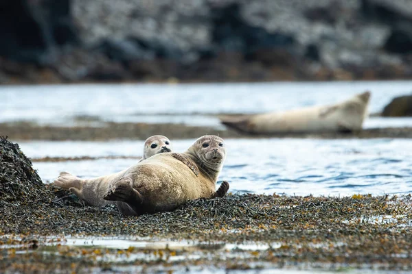 Two harbor seals lying on a seashore and looking into the camera Stock Photo