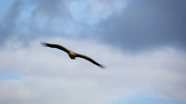 Majestuoso águila de cola blanca volando con alas extendidas en lo alto de las nubes — Foto de Stock
