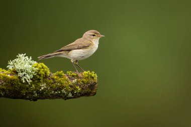 Dişi buz bülbülü, yaz doğasında yeşil yosunlarla kaplı bir dal üzerinde oturuyor..