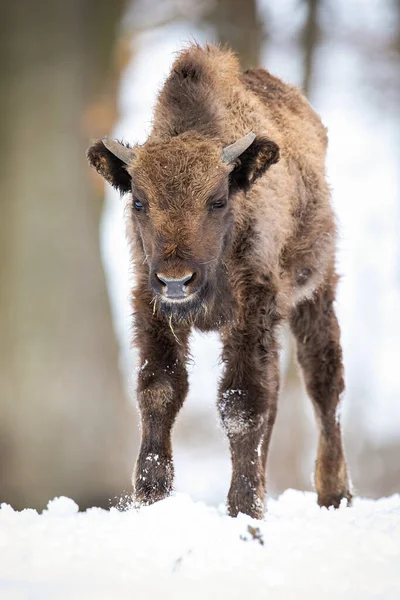 Joven bisonte europeo acercándose desde la vista frontal en la nieve en el bosque de invierno —  Fotos de Stock