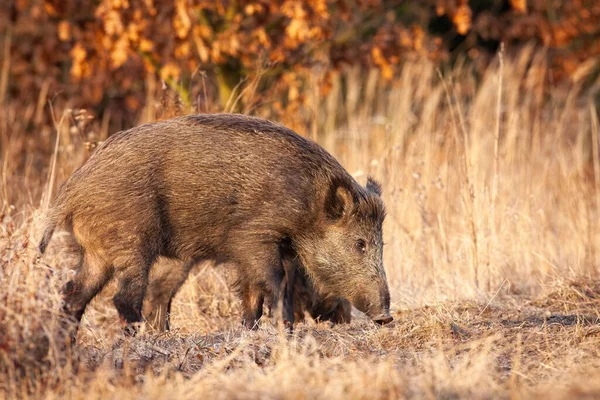 Wildschweine schnüffeln im Herbst auf trockenem Feld. — Stockfoto