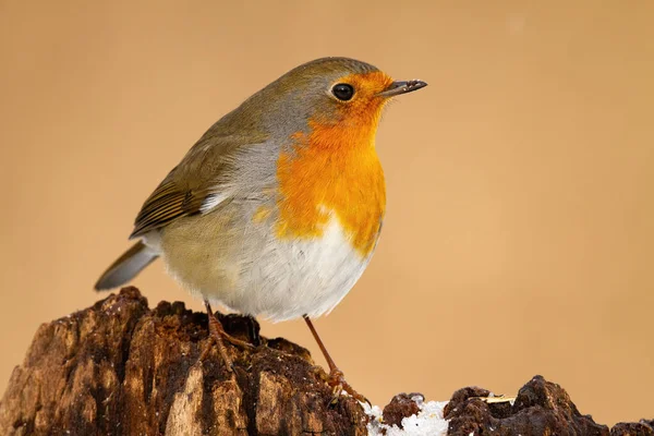 Europeu robin sentado no tronco no inverno natureza. — Fotografia de Stock