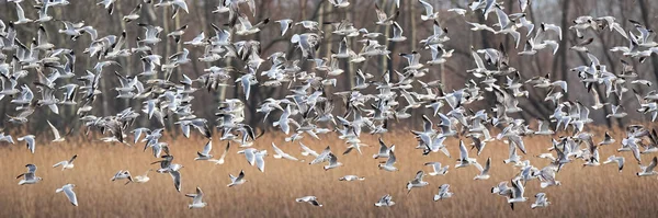 Gaviotas de cabeza negra sobrevolando el campo seco en invierno — Foto de Stock