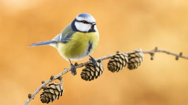 Eurasian blue tit looking on twig in autumn nature — Stock fotografie