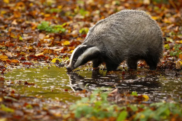 Badger Eropa berdiri di rawa di alam musim gugur — Stok Foto