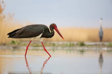 Suda yüzen kara leylek fotokopi alanı olan bir balığı arıyor.