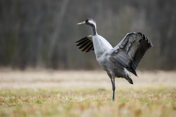 Guindaste comum pouso em um prado com grama amarela na natureza outono — Fotografia de Stock