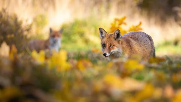 Caza de zorro rojo en bosque de otoño con otro en fondo —  Fotos de Stock