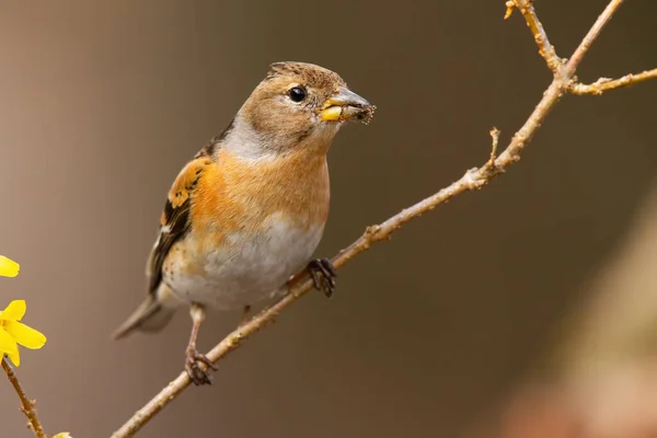 Interesado brambling hembra sentado en diagonal ramita en el jardín durante la primavera — Foto de Stock