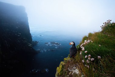 Yazın İzlanda 'da uçurumun kenarında duran Atlantik martısı.