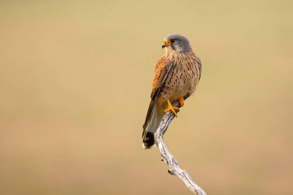 Muž obyčejný kestrel sedí na větvi v jarní přírodě. — Stock fotografie