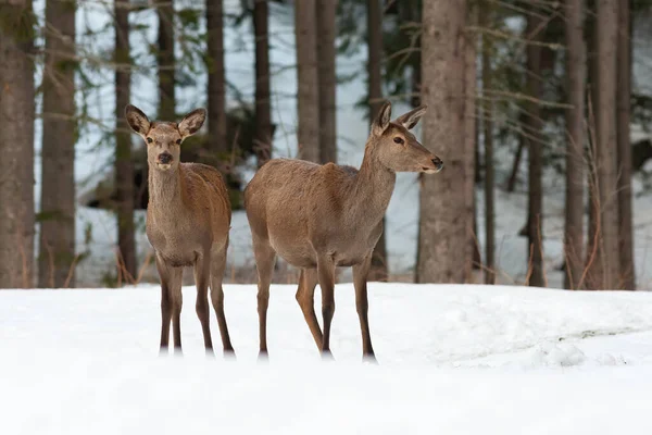 Due cervi rossi ostacolano in piedi su un prato innevato nella natura invernale — Foto Stock