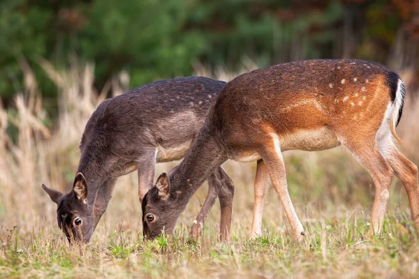 Deux daims gênent le regard sur les prairies en automne nature — Photo