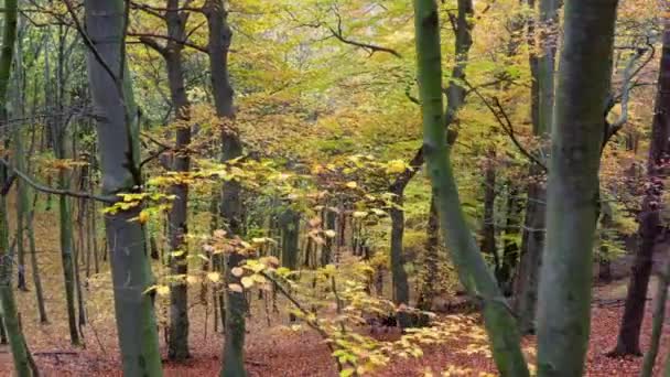 Пролітати крізь осінній ліс з апельсиновим і жовтим листям . — стокове відео