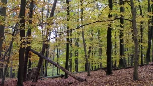 Passagem dentro da floresta coberta de folhas coloridas de laranja e amarelo — Vídeo de Stock