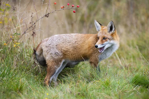 Κόκκινη αλεπού κοιτάζει προς τα πίσω χτυπώντας τον ώμο στο γρασίδι το φθινόπωρο — Φωτογραφία Αρχείου