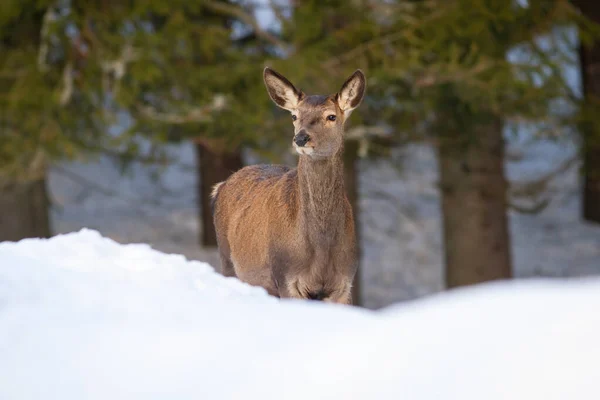 Ciervo rojo hembra mirando en el bosque en invierno naturaleza — Foto de Stock