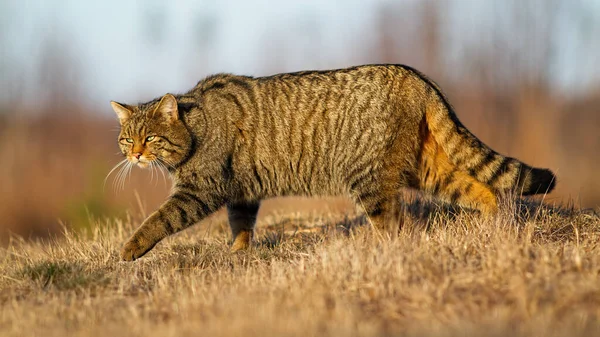 秋天，欧洲野猫在草地上散步 — 图库照片