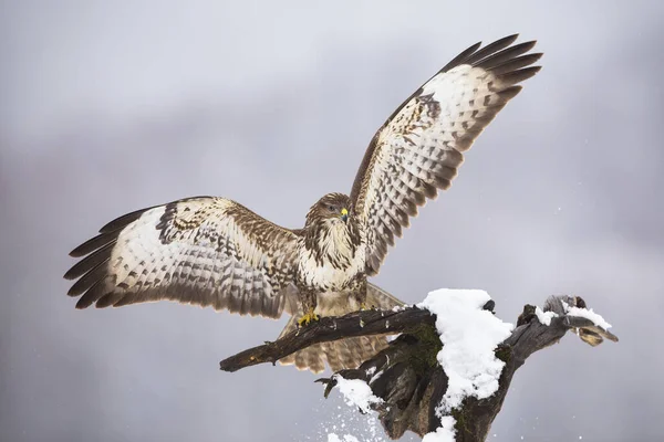 Mäusebussard landet im Winter auf Baum. — Stockfoto