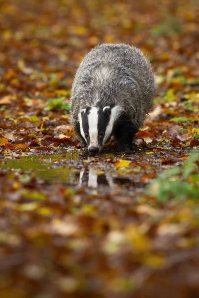 Thirsty european badger drinking from splash in autumn — Stock Photo, Image