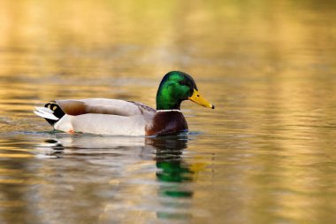 Mallard erkeği kışın suda yüzer..