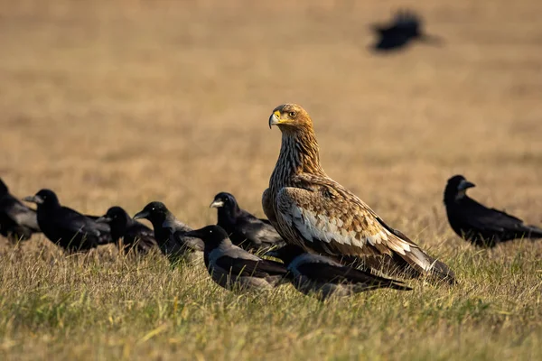 Aquila imperiale orientale con stormo di corvi seduti a terra intorno — Foto Stock