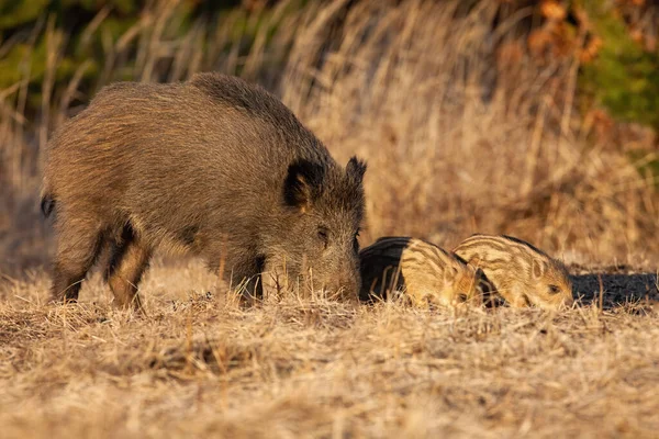 Wild boar family sniffing on field in springtime. — Stock Photo, Image