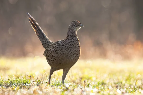 Female of common pheasant moving on grassland in spring rain — Stock Photo, Image