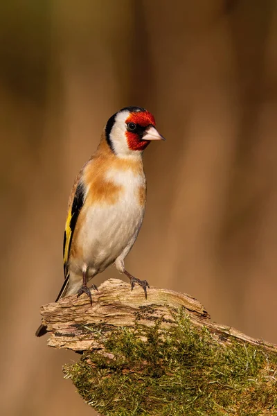 Eropean goldfinch sitting on mossed wood in winter — Stock Photo, Image