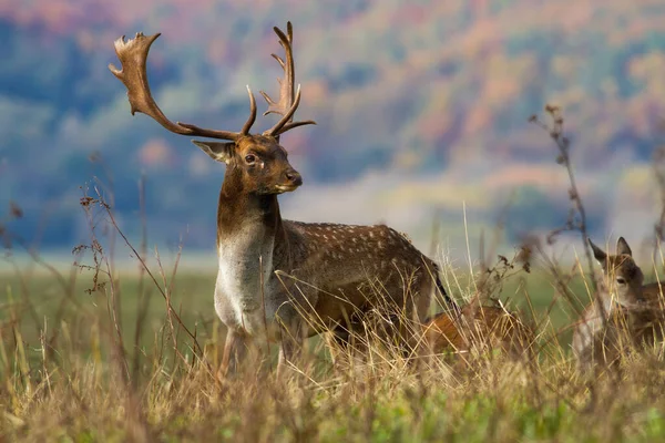 Fallow veado veado com chifres de pé no prado no outono. — Fotografia de Stock