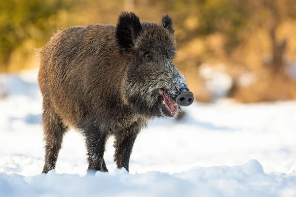 Wild boar standing on snowy field in winter nature — Stock Photo, Image