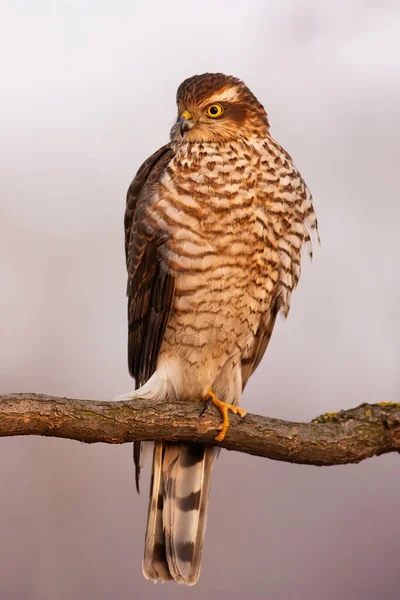 Gavilán euroasiático sentado en la rama en otoño naturaleza — Foto de Stock