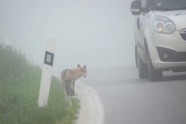 Car passing by a fox standing on the side of a road clipart