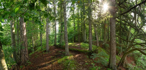 Caminho através da floresta de verão no parque nacional Muranska Planina, Eslováquia, Europa — Fotografia de Stock