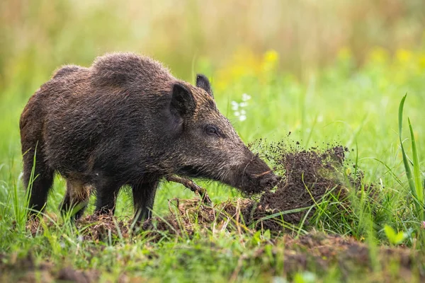 멧돼지가 땅을 파고 주둥이로 진흙을 목초지에 내던지는 모습 — 스톡 사진