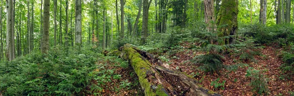 Floresta primitiva verde no verão em Stuzica, Poloniny National Park, Eslováquia. — Fotografia de Stock
