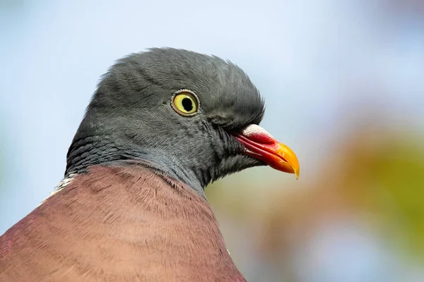 Gros plan de l'alerte pigeon des bois commun regardant vers la caméra en été — Photo