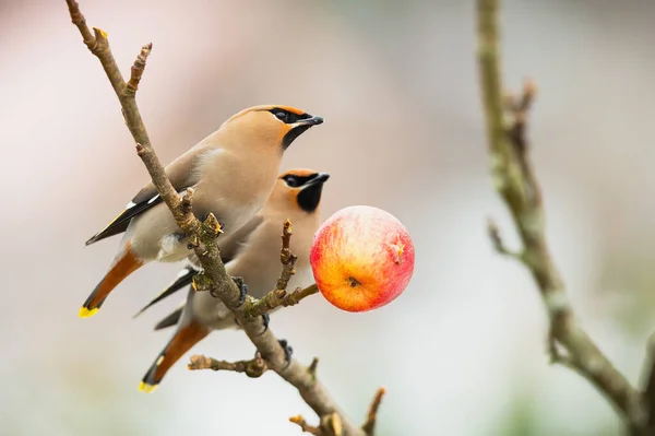 Two bohemian waxwings sitting on branch with apple in winter nature