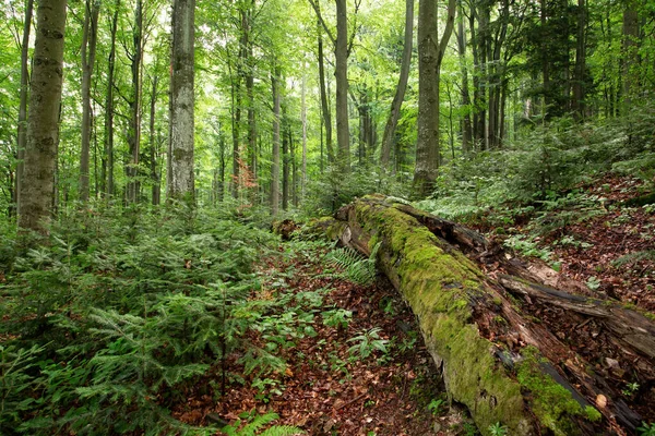 Floresta de crescimento antigo com tronco de árvore podre coberto com musgo verde — Fotografia de Stock