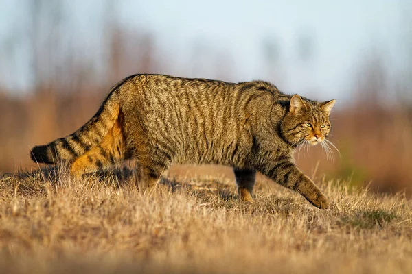 European wildcat hunting on dry field in autumn nature — Stock Photo, Image