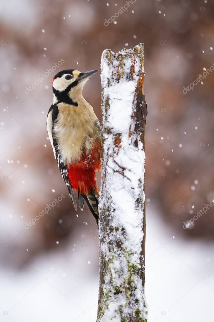Great spotted woodpecker climbing on tree during snowing