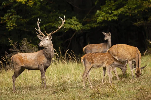 Group of red deer grazing on glade in autumn nature — Stock Photo, Image