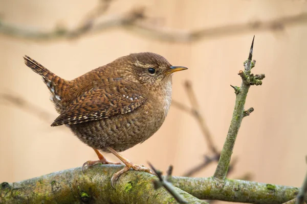 가시가 달린 나무에 앉아 갈색 깃털을 가진 작은 eurasian wren — 스톡 사진