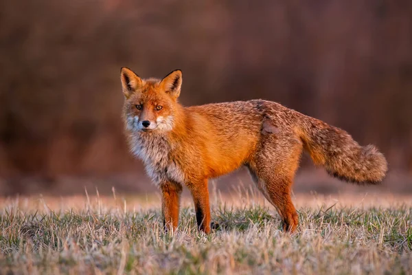 Пушистый красный лис стоит на поле осенью утром — стоковое фото